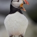 puffin_atlantic_msi_v_0470_can0283.jpg
